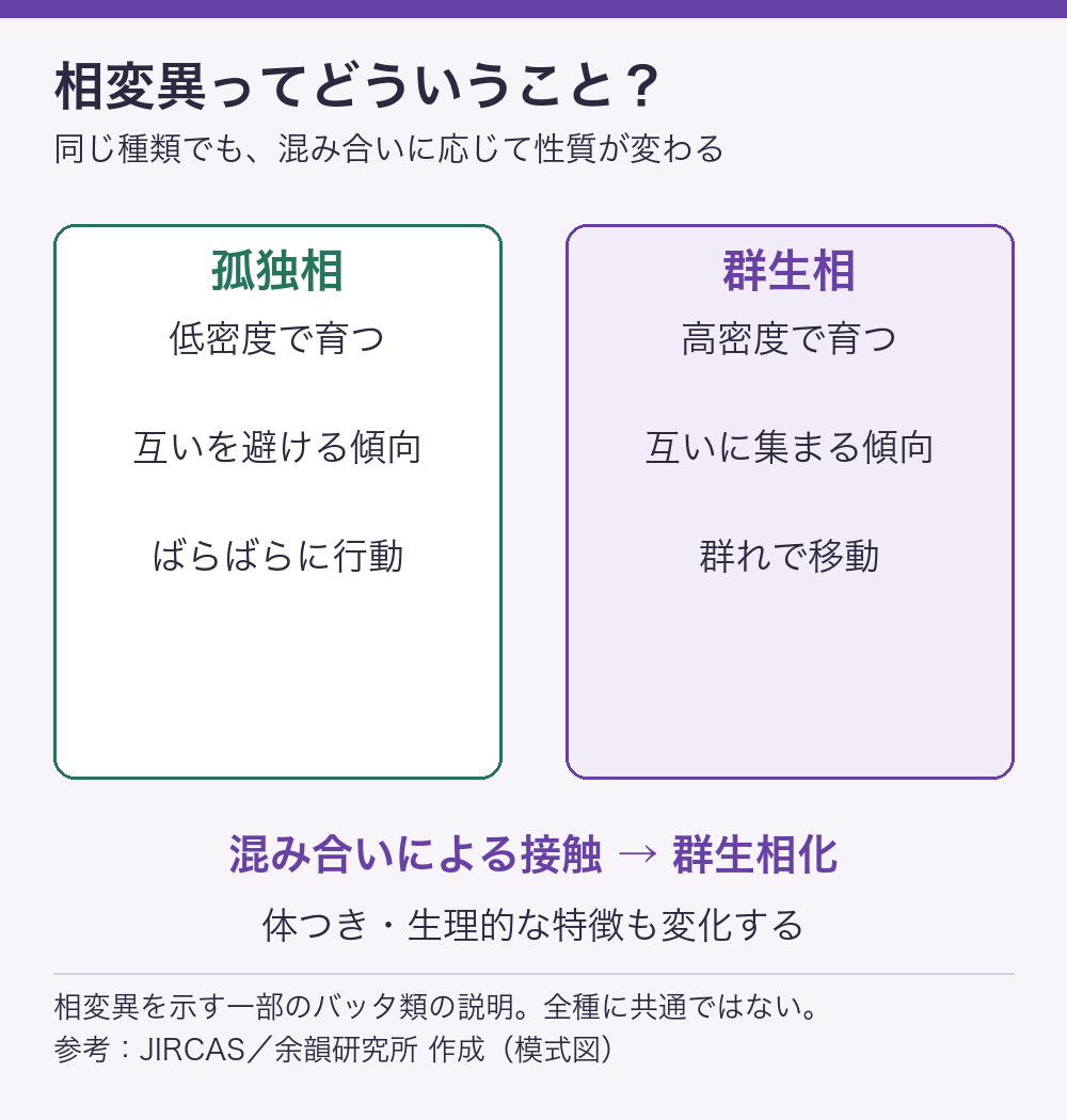 相変異の比較図。孤独相は低密度で育ち互いを避ける傾向があり、群生相は高密度で育ち互いに集まり群れで移動する傾向がある。一部のバッタ類で見られる。